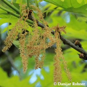 Quercus rubra