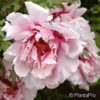 Paeonia suffruticosarosa