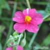 Helianthemumrosa