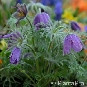 Pulsatilla vulgaris