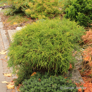 Chamaecyparis pisifera'Filifera Nana'