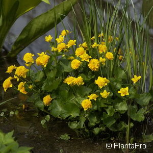 Caltha palustris'Multiplex'