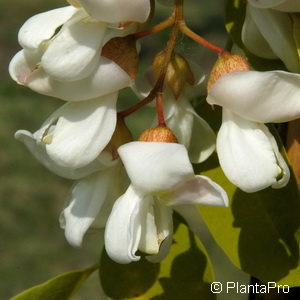 Robinia pseudoacacia'Unifoliola'