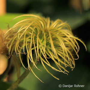 Clematis'Madame Le Coultre'