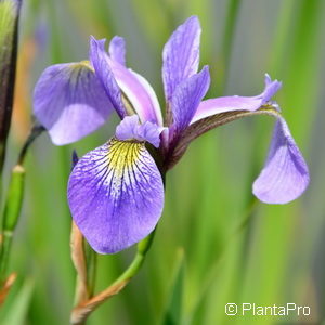 Iris versicolor