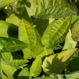 Rudbeckia fulgida'Goldsturm'