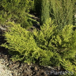 Juniperus media (x)'Gold Coast'