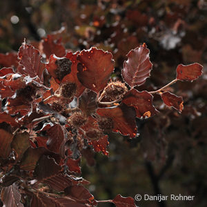 Fagus sylvatica'Atropunicea'