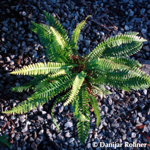 Blechnum spicant