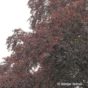 Fagus sylvatica'Atropunicea'