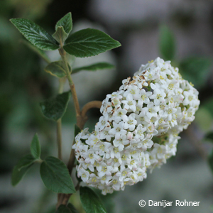 Viburnum burkwoodii (x) 3 Viburnum burkwoodii (x)