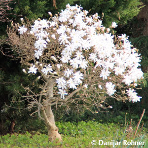 Magnolia stellata