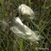 Eriophorum angustifolium