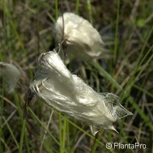 Eriophorum angustifolium