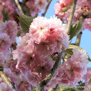 Prunus serrulata'Kanzan'