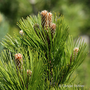 Pinus leucodermis'Compact Gem'