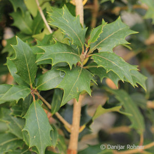 Osmanthus heterophyllus