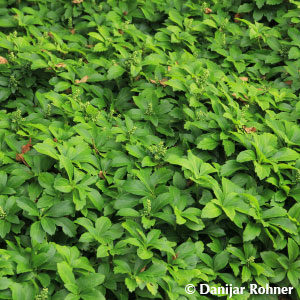 Pachysandra terminalis'Green Carpet'