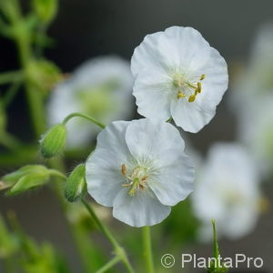 Geranium phaeum'Album'