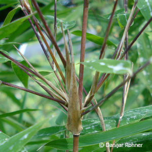 Fargesia murielae'Jiuzhaigou'