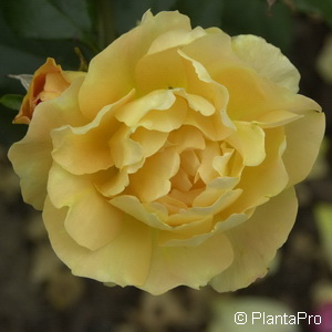 Polyantharose'Bernstein-Rose'