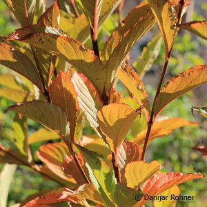 Weigela'Candida'