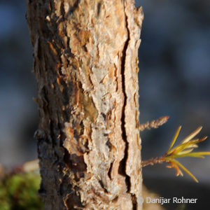 Pinus sylvestris'Watereri'