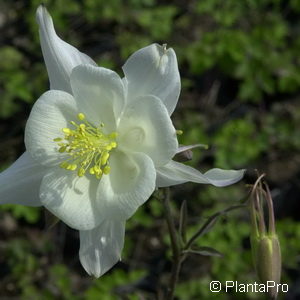 Aquilegia vulgaris'White Barlow'