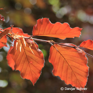 Fagus sylvatica'Atropunicea'