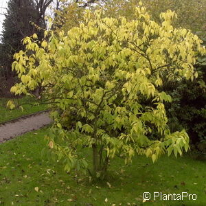 Chimonanthus praecox