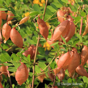 Colutea arborescens