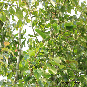 Parrotia persica