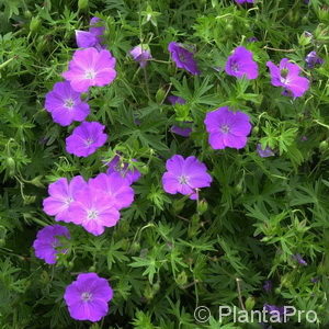 Geranium sanguineum