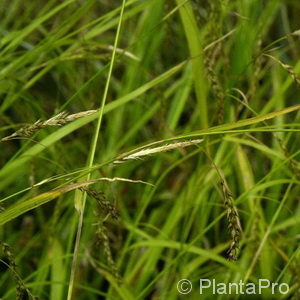 Carex sylvatica