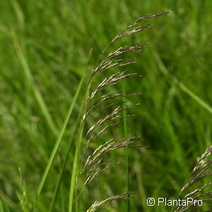 Deschampsia cespitosa