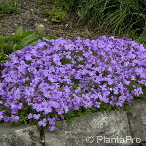 Aubrietablau