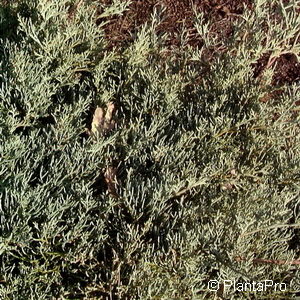 Juniperus media (x)'Pfitzeriana Glauca'