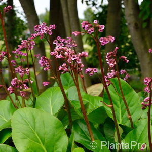 Bergenia cordifolia'Rotblum'