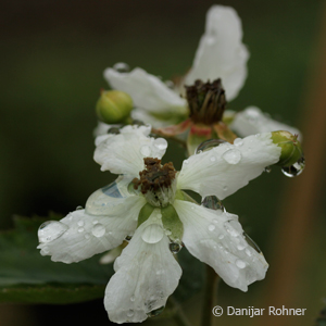 Rubus (Brombeere)'Navaho'