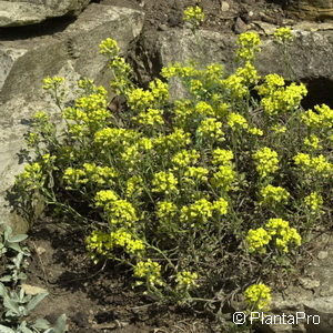 Alyssum wulfenianum