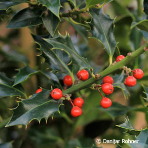 Ilex aquifolium'Alaska'