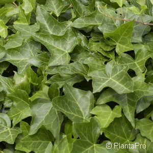 Hedera helix