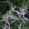 Astilbe (Simplicifolia-Gruppe)'Sprite'