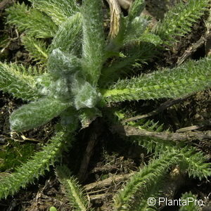 Achillea tomentosa'Aurea'