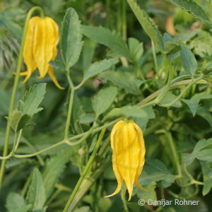 Clematis tangutica'Golden Tiara' gelb