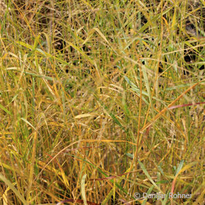 Panicum virgatum'Rehbraun'