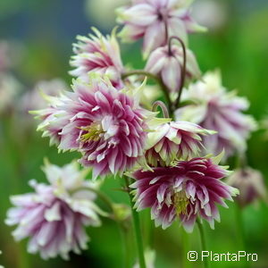 Aquilegia vulgaris'Nora Barlow'