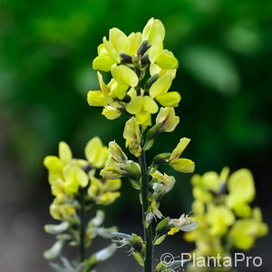 Thermopsis chinensis