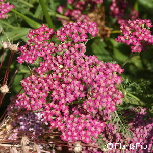 Achillea millefolium'Cerise Queen'