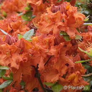 Rhododendron (Knaphill-Exbury Azalee)'Gibraltar'